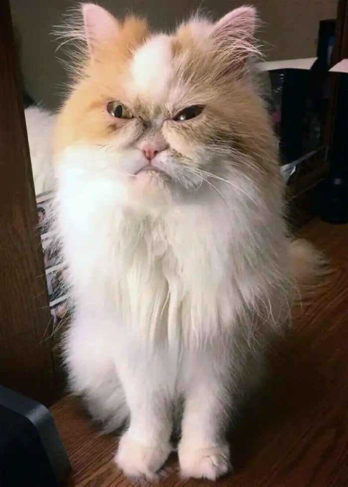 Angry Cats (15 pics)
