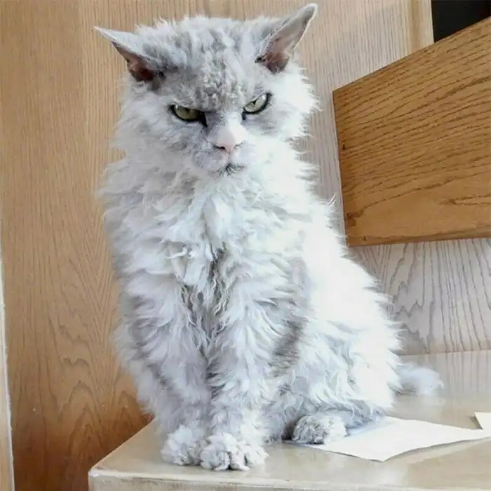 Angry Cats (15 pics)