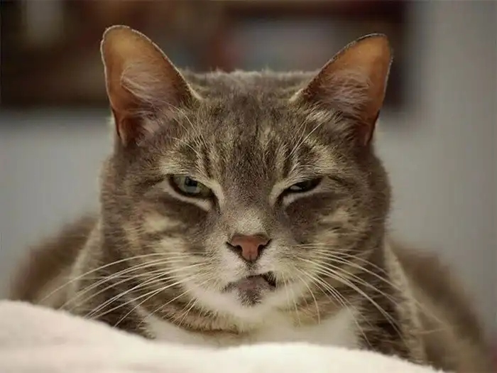 Angry Cats (15 pics)