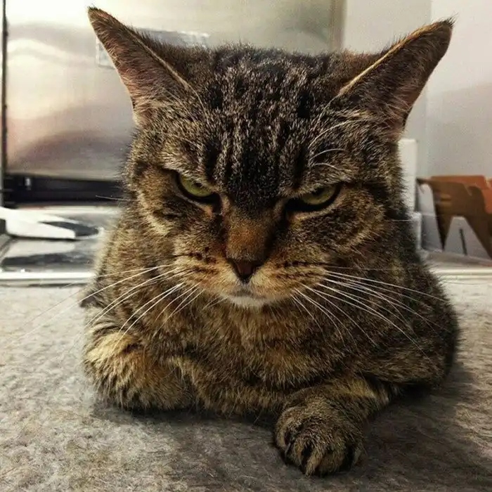 Angry Cats (15 pics)