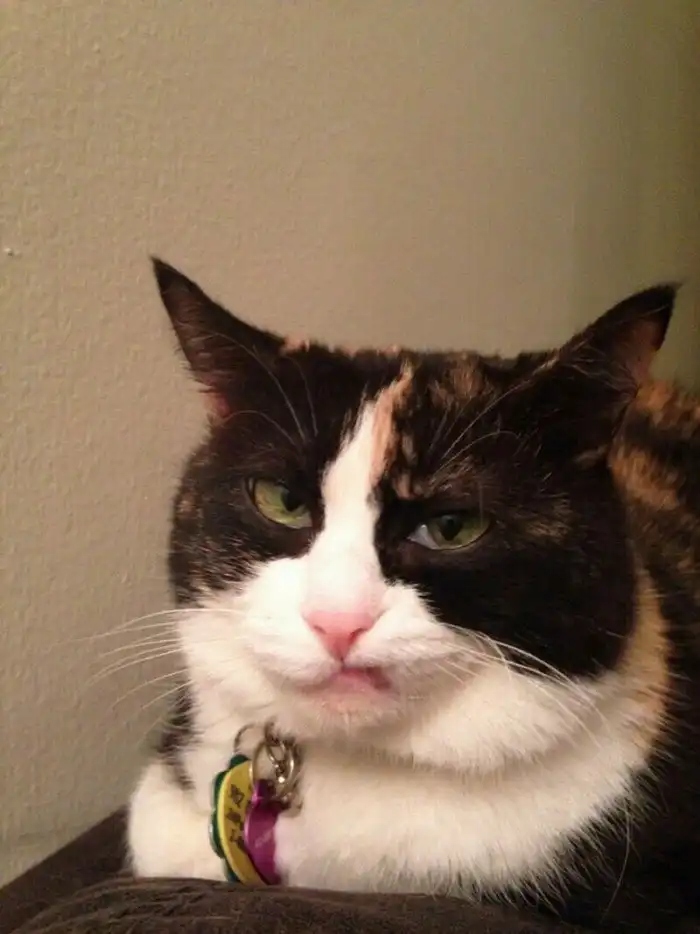 Angry Cats (15 pics)