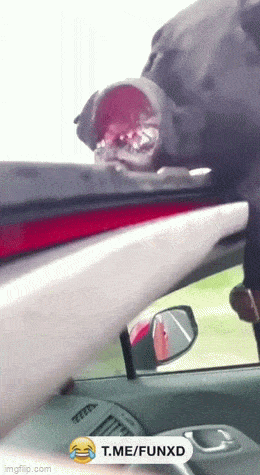 Acid GIFs, September 16 (25 gifs) Acid GIFs, September 16 (25 gifs)