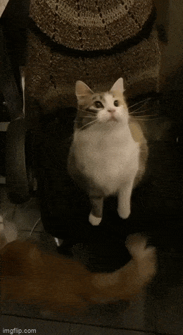 Acid GIFs, September 16 (25 gifs) Acid GIFs, September 16 (25 gifs)