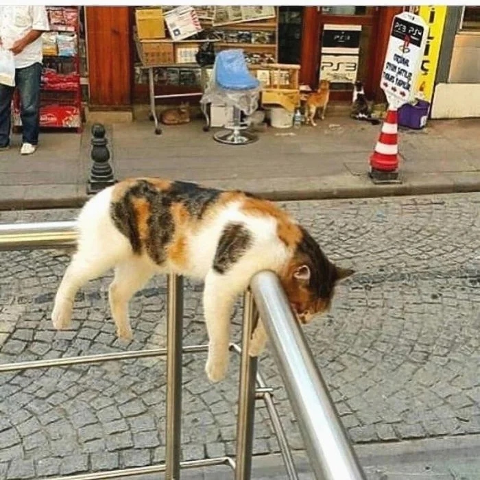 Funny Cats (21 pics)