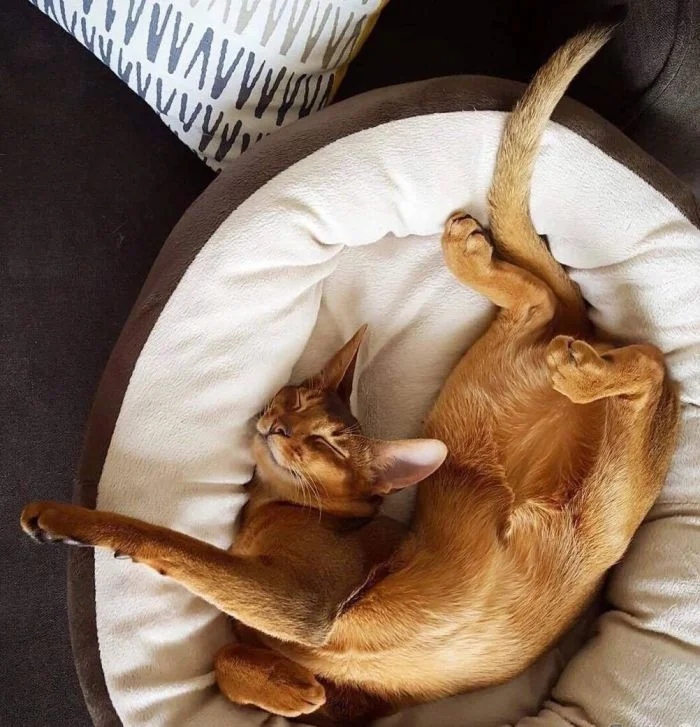 Funny Cats (21 pics)