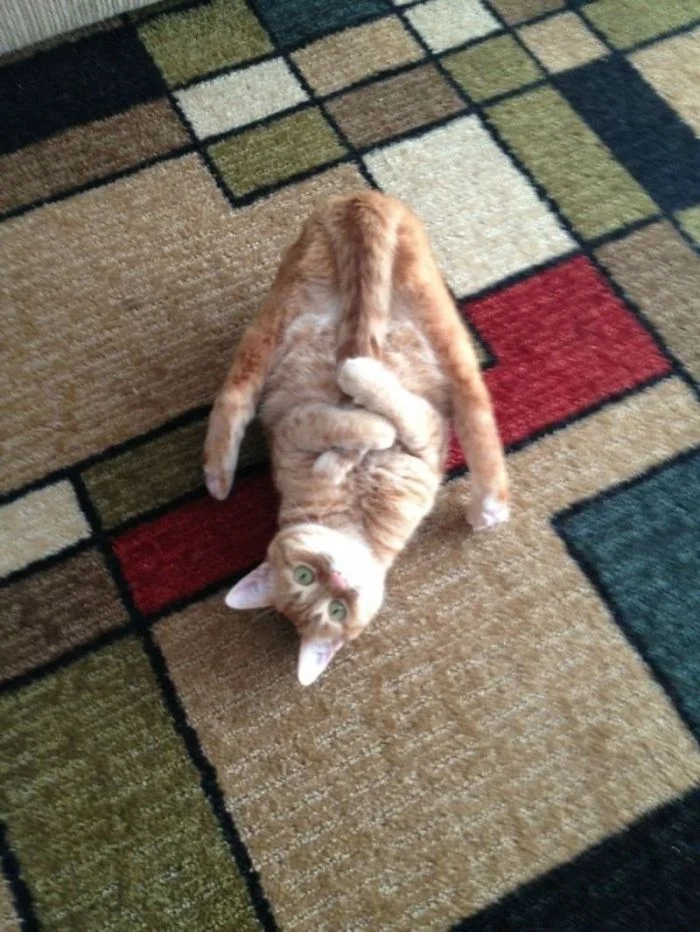 Funny Cats (21 pics)