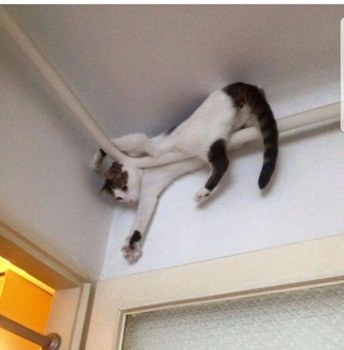 Funny Cats (21 pics)