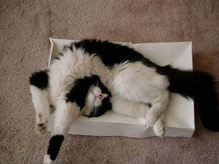 Funny Cats (21 pics)