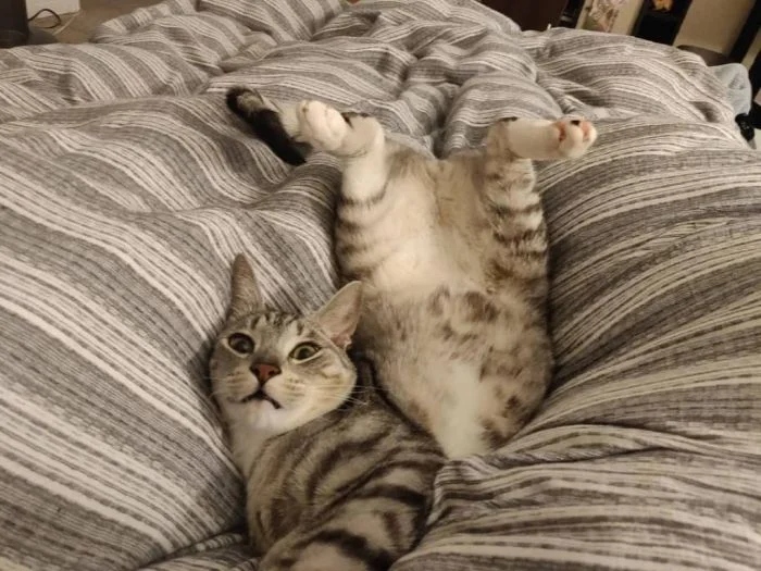 Funny Cats (21 pics)