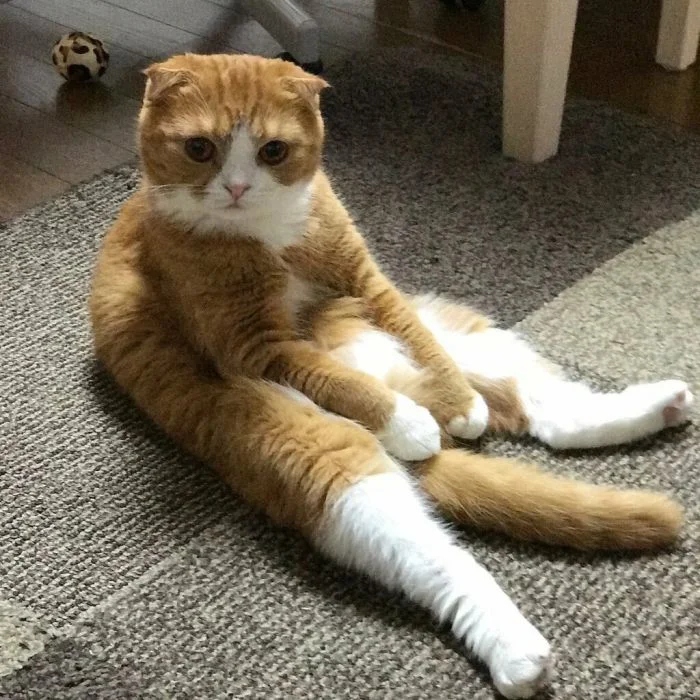 Funny Cats (21 pics)
