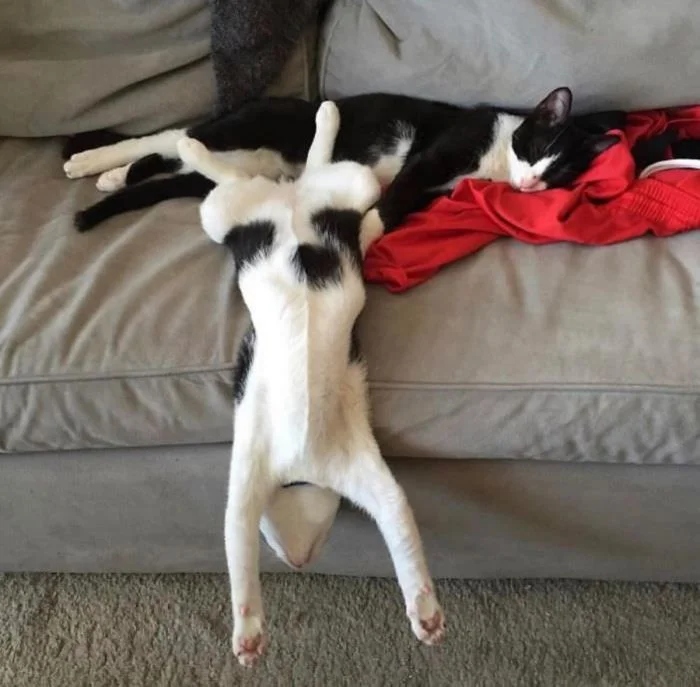 Funny Cats (21 pics)