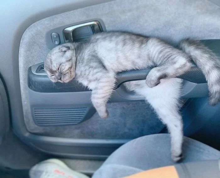 Funny Cats (21 pics)