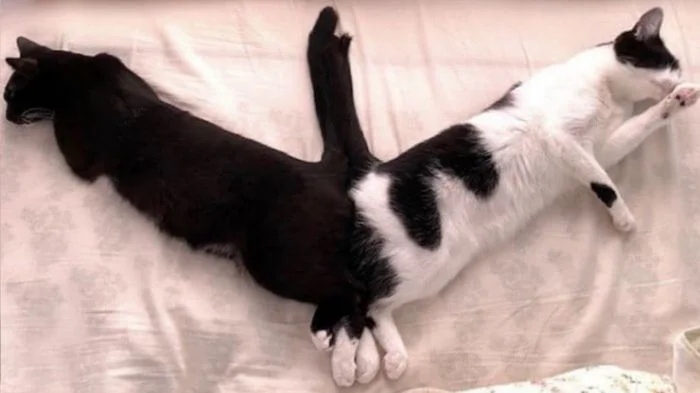 Funny Cats (21 pics)