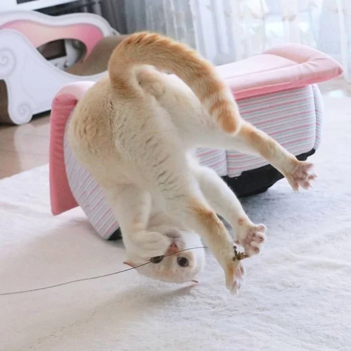 Funny Cats (21 pics)