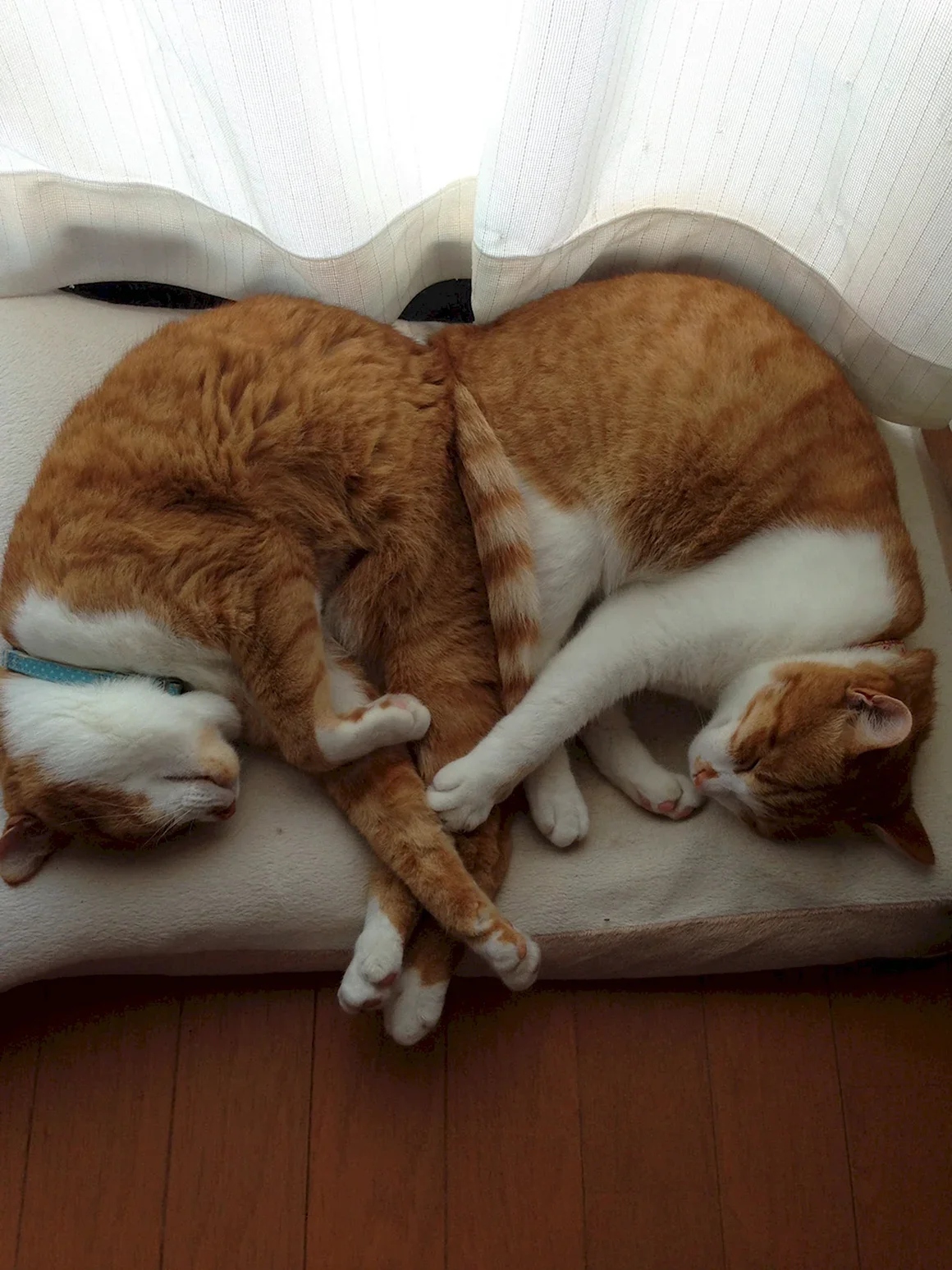 Funny Cats (21 pics)