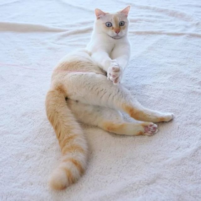 Funny Cats (21 pics)