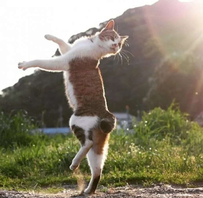Funny Cats (21 pics)