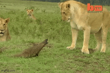 Acid GIFs, September 17 (25 gifs)