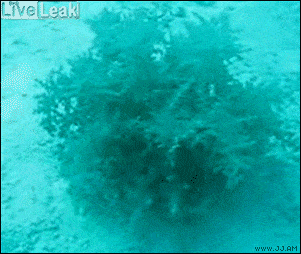 Acid GIFs, September 17 (25 gifs)