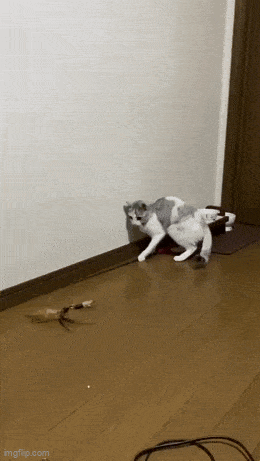 Acid GIFs, September 17 (25 gifs)