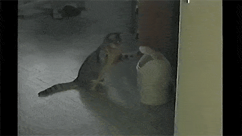 Acid GIFs, September 17 (25 gifs)