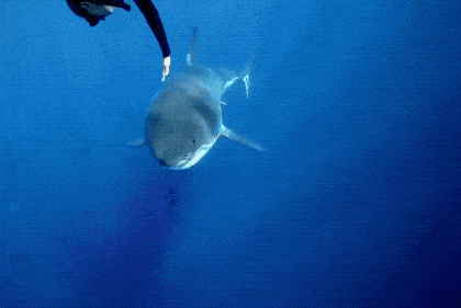 Acid GIFs, September 18 (25 gifs)