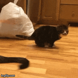 Acid GIFs, September 18 (25 gifs)