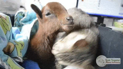 Acid GIFs, September 18 (25 gifs)