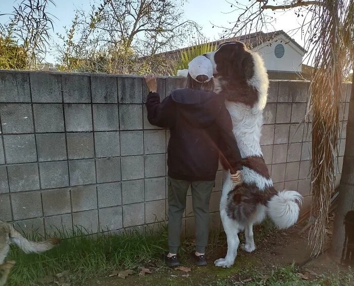 Giant Dogs (23 pics)