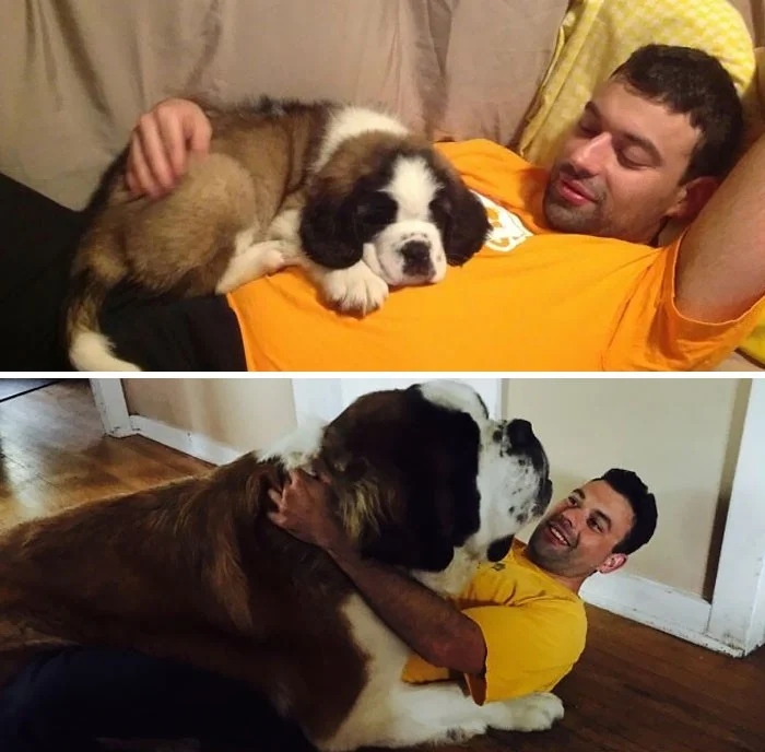 Giant Dogs (23 pics)