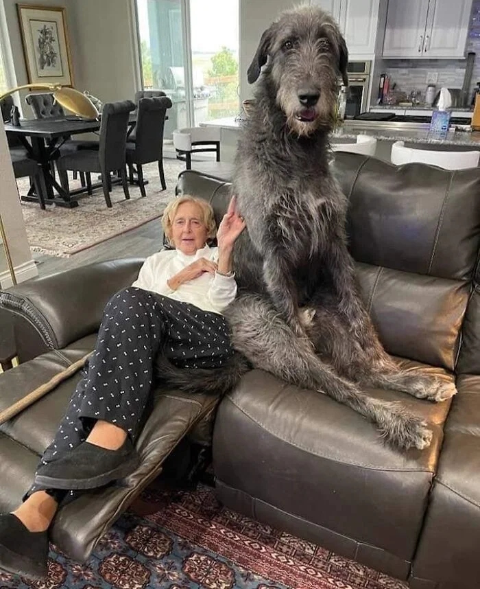 Giant Dogs (23 pics)