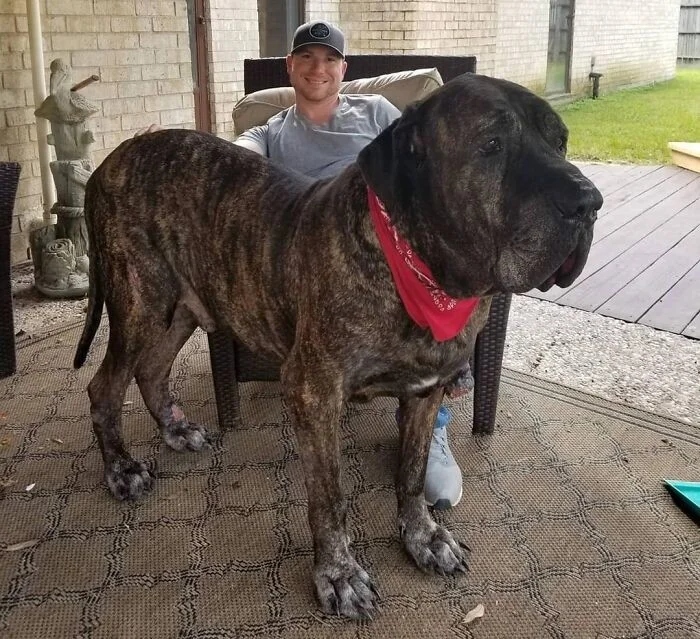 Giant Dogs (23 pics)