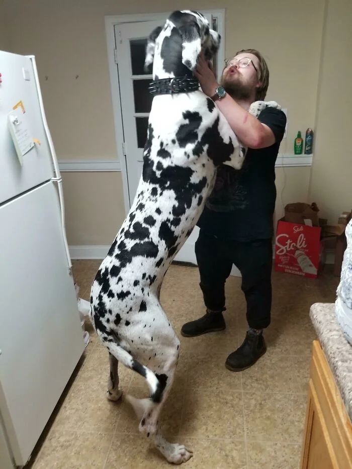 Giant Dogs (23 pics)