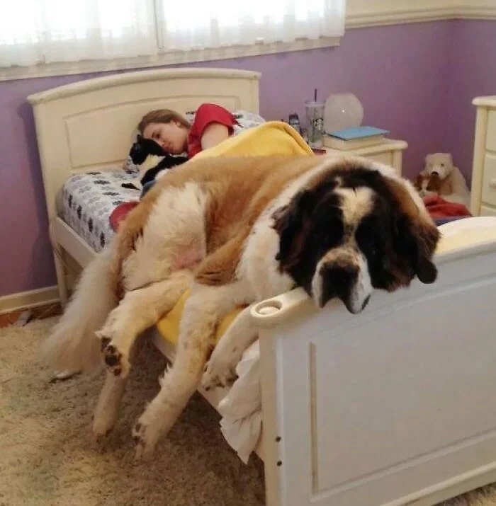 Giant Dogs (23 pics)