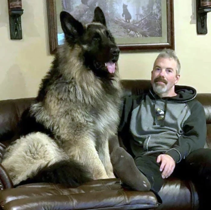Giant Dogs (23 pics)