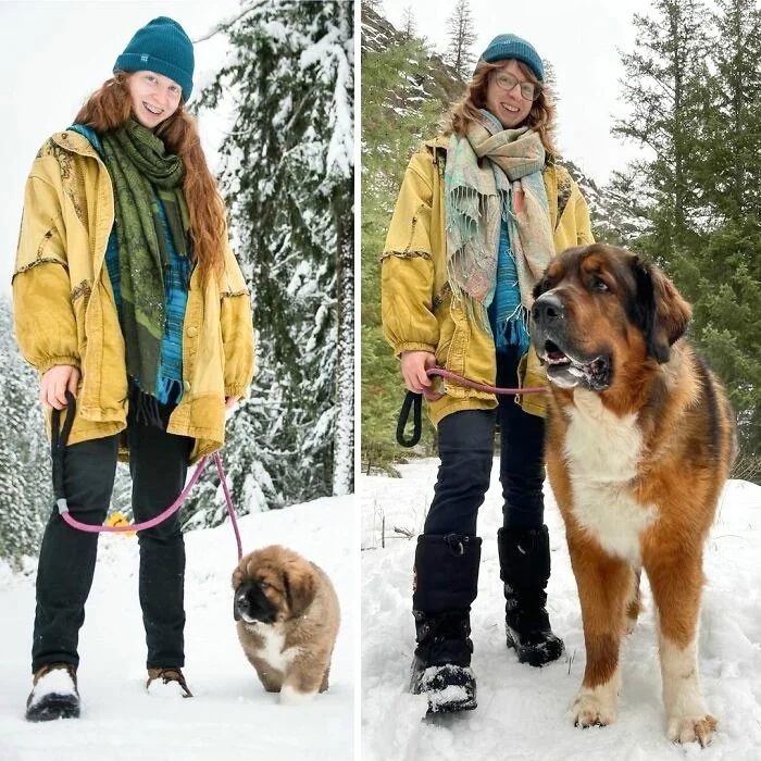 Giant Dogs (23 pics)