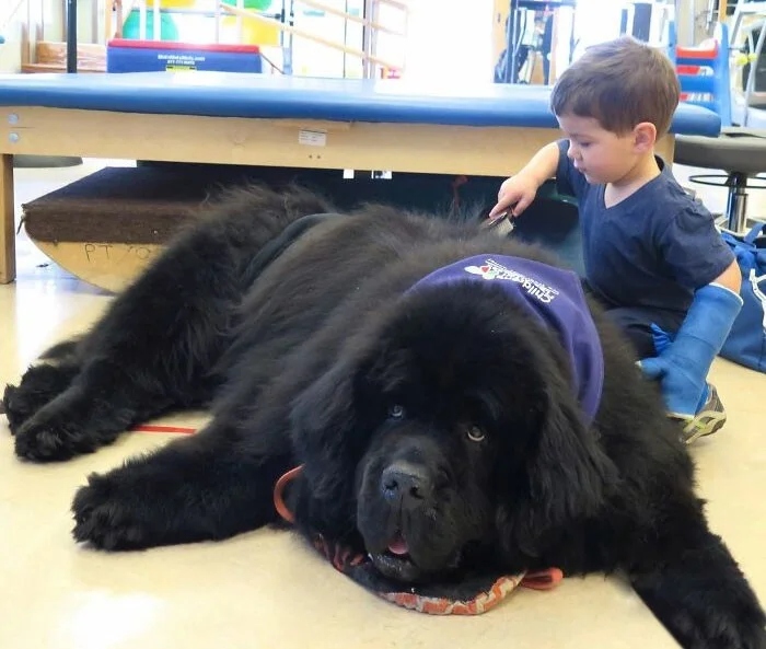 Giant Dogs (23 pics)