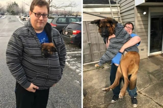 Giant Dogs (23 pics)
