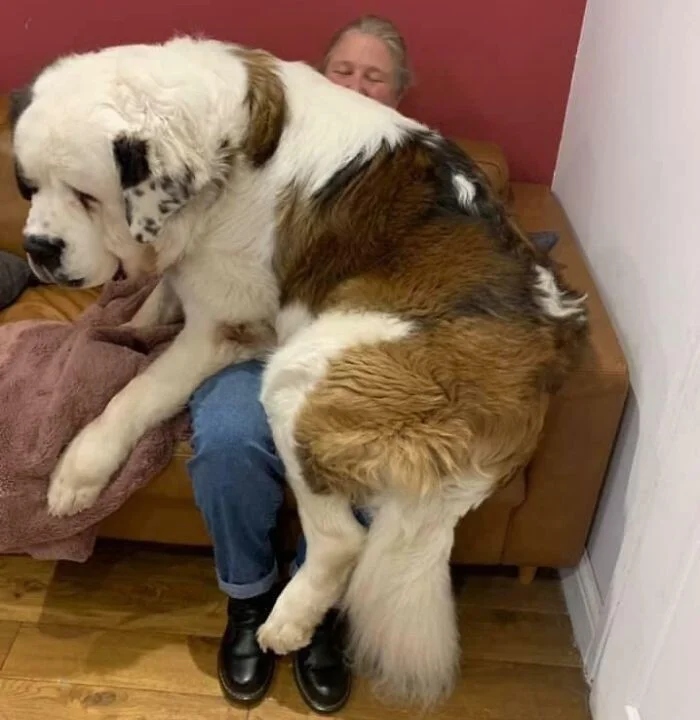 Giant Dogs (23 pics)