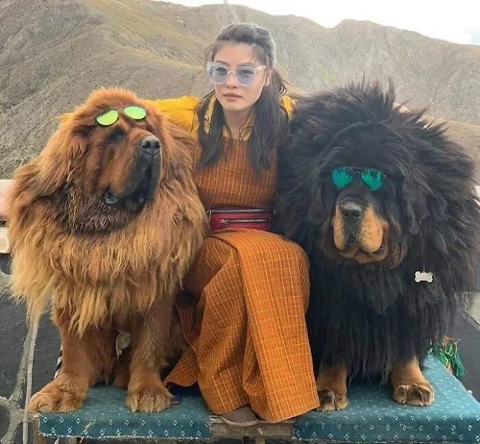 Giant Dogs (23 pics)