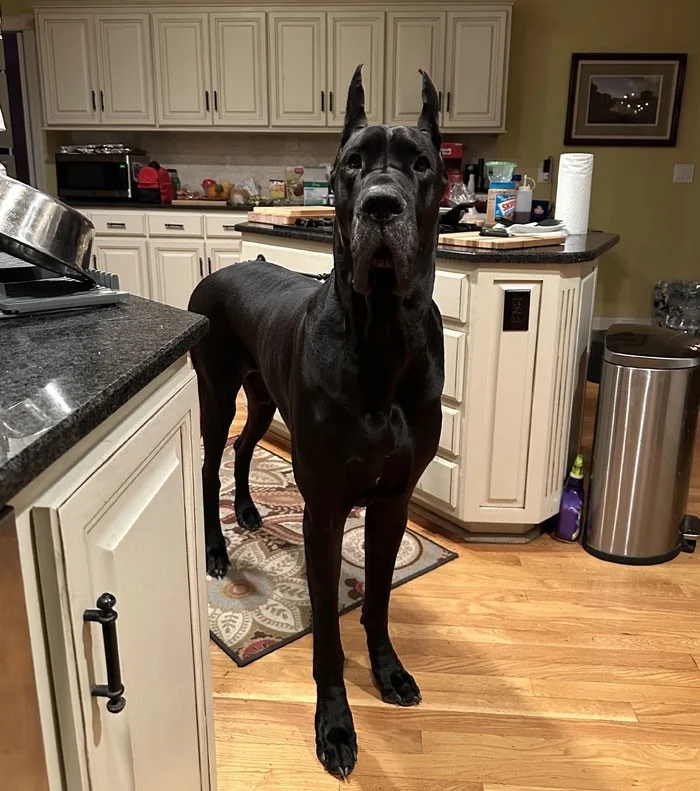 Giant Dogs (23 pics)