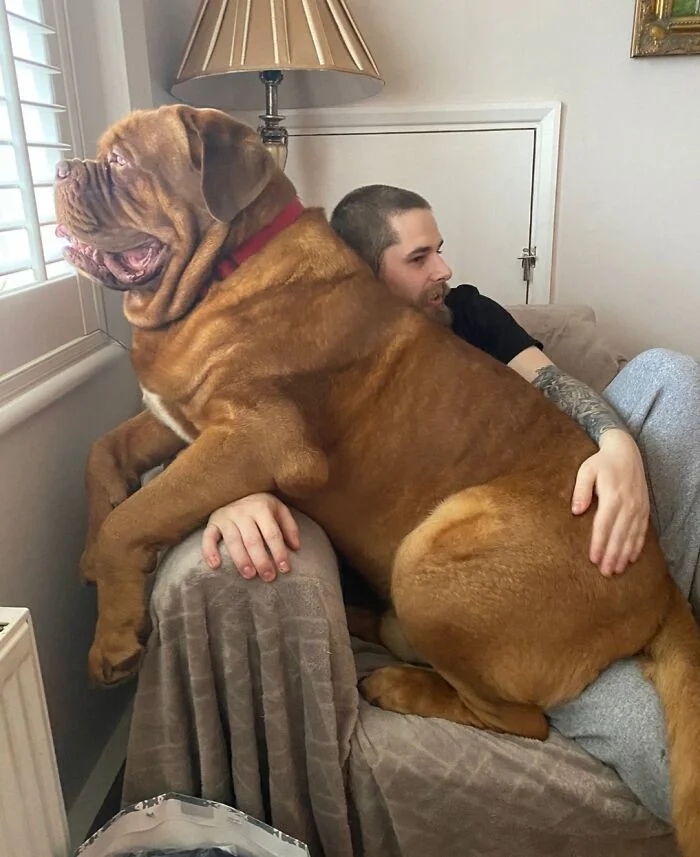 Giant Dogs (23 pics)
