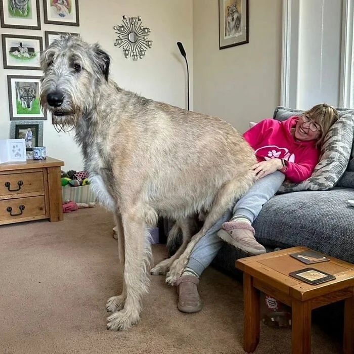Giant Dogs (23 pics)