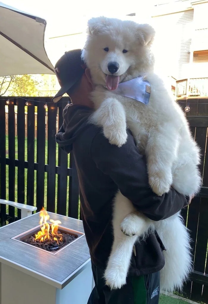 Giant Dogs (23 pics)