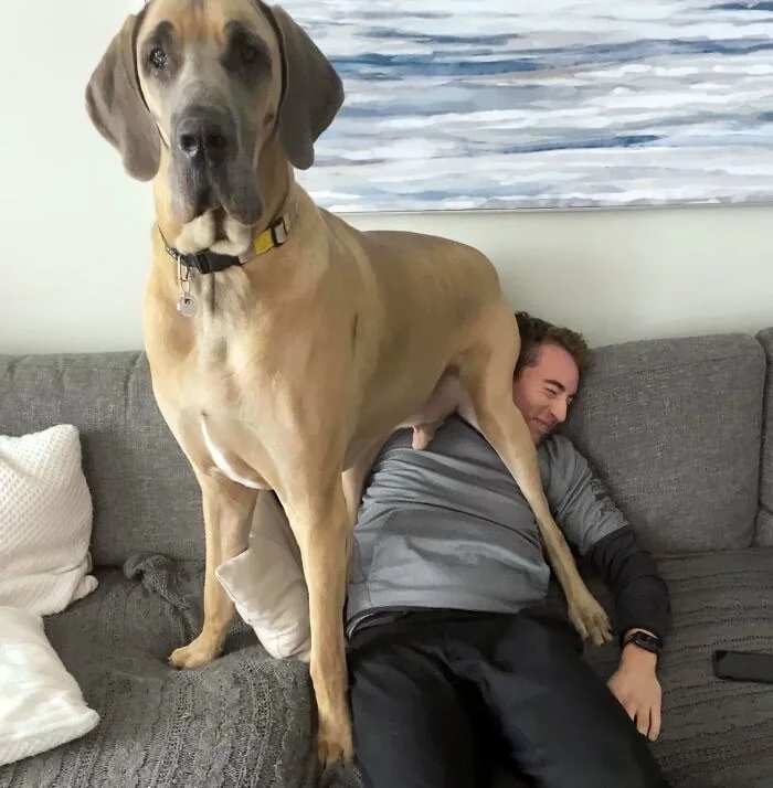Giant Dogs (23 pics)