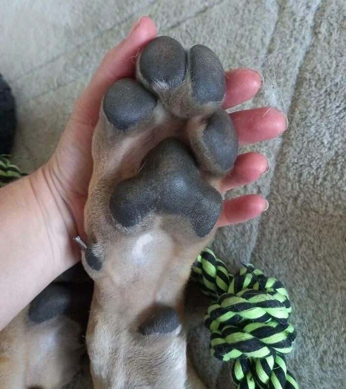 Giant Dogs (23 pics)