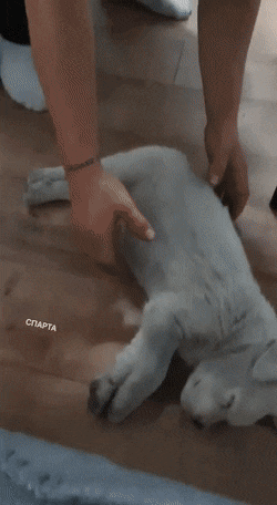 Acid GIFs, September 19 (25 gifs) Acid GIFs, September 19 (25 gifs)