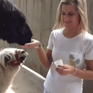 Acid GIFs, September 19 (25 gifs) Acid GIFs, September 19 (25 gifs)