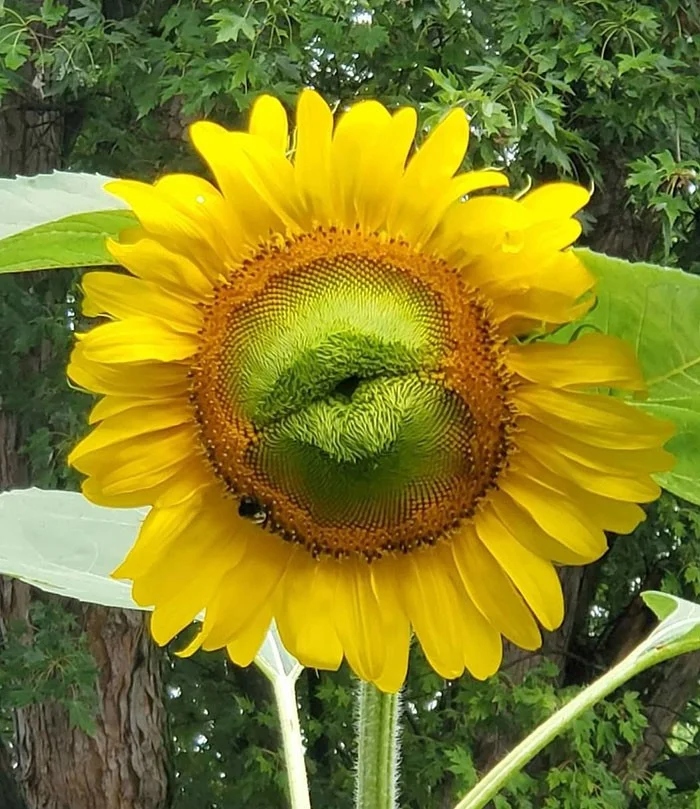 This Is Pareidolia (21 pics)