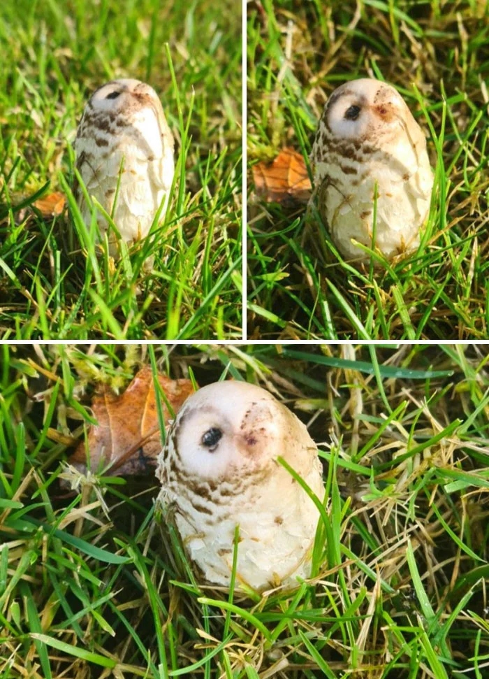 This Is Pareidolia (21 pics)